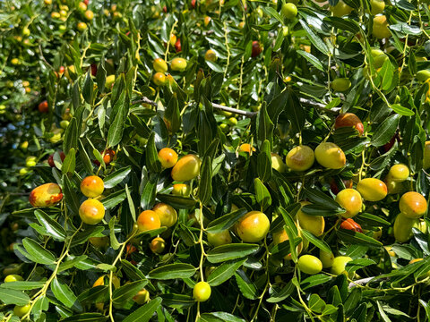 Ziziphus jujuba Jujube tree with fruits.