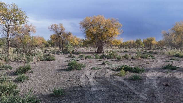 Ancient trees and an old-growth forest with changing foliage in northern Xinjiang, China.
