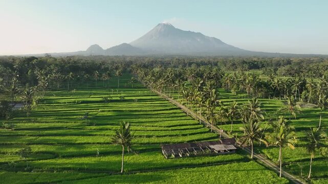 Aerial view of Mount Merapi towering over lush green rice terraces and palm trees in Kecamatan Cangkringan, Daerah Istimewa Yogya, Indonesia.