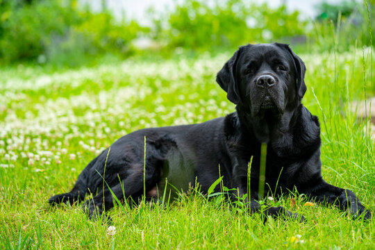 big black dog labrador retriever adult purebred lab in spring summer green park on the grass in sunshine
