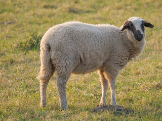 Schafherde im Münsterland © Stephan Sühling