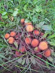 mushrooms in the autumn forest © Olha KOMAROVA
