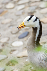 Close Up Portrait of a Bar-Headed Goose on a Stone Path © DangThi