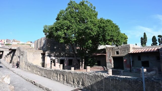ERCOLANO, ITALY - SEPTEMBER 26, 2026: Ancient Roman street and domus with a large tree inside the courtyard at Herculaneum archaeological site.