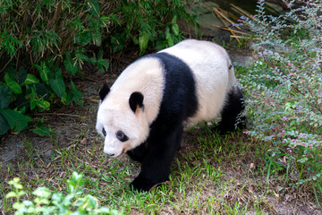 Giant Panda Walking on Grass in Natural Habitat with Bamboo Foliage © DinhThi
