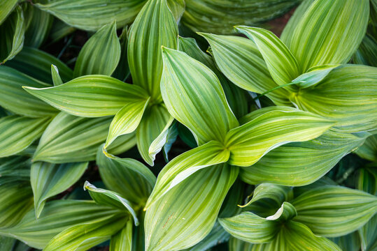 Tropical green leaves texture, nature background