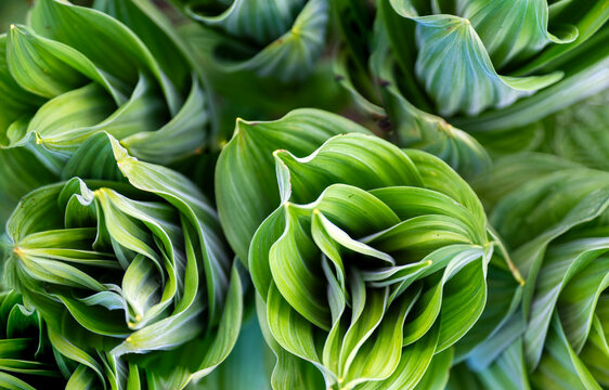 Tropical green leaves texture, nature background