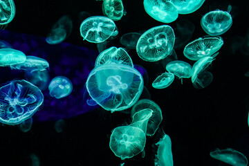 Glowing Blue Jellyfish Floating in Dark Underwater Environment © VuVan