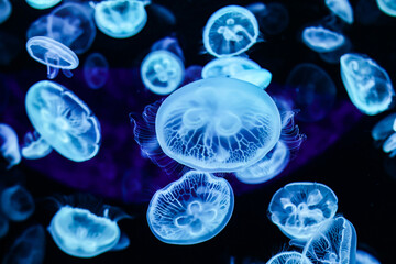 Blue Jellyfish Glowing in Dark Underwater Scene © VuVan