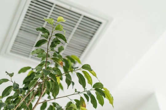 Ficus benjamina plant branches against a white ceiling vent