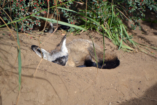 Closeup of bat eared fox dozing in a sandy den with grasses and shrubbery for zoo background and wildlife poster design