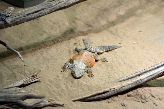 Desert agama lizard resting on sand with driftwood in terrarium for zoo exhibit and educational background