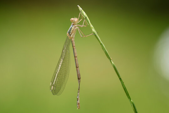 Damselfly perching on a green plant stem in Getxo Basque Country Spain, macro photo with smooth green blurred background