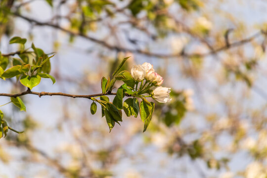 White blossoming apple trees in the sunset light. Spring season, spring colors.