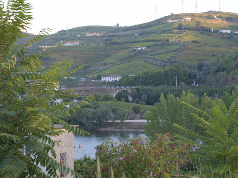 View of the terraced vineyards and stone bridge over the Douro River in the landscape of Peso da Regua, Vila Real District, Portugal.