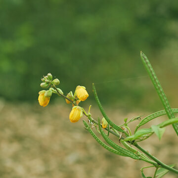 Vibrant yellow senna wild flower buds and slender green seed pods captured in close-up against a soft, blurred natural background, highlighting delicate botanical detail.