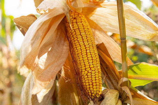 Ripe dry corn cob hanging on golden stalk, autumn maize harvest and agricultural crop concept