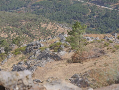 View of the rocky landscape surrounding the historic village of Marvao with sparse vegetation and pine trees under a clear sky in Marvao, Portalegre District, Portugal.