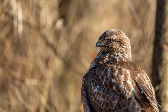 bird of prey