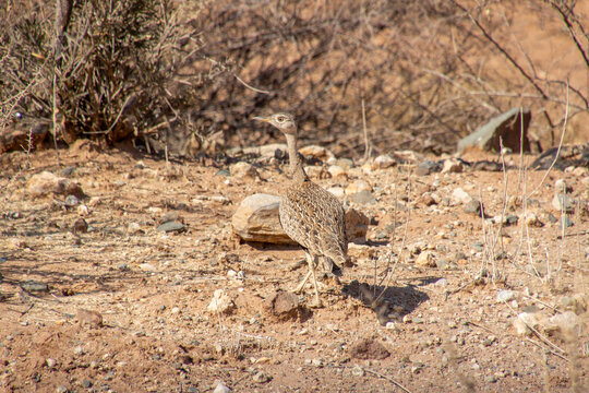 Outarde houppette, Red-crested Korhaan (Lophotis ruficrista), sur la route de Windhoek &agrave; Sesriem, Namibie, Afrique