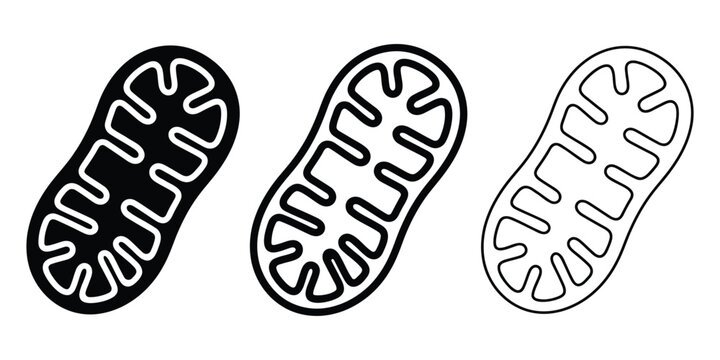 Mitochondria icon silhouette vector outline and line art