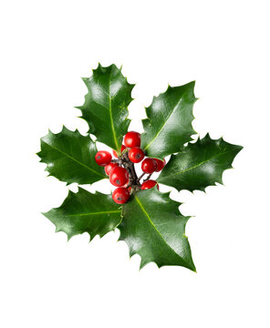 Red holly berries and green leaves isolated on transparent background. Traditional Christmas plant for holiday greeting cards, winter promotions, festive banners and seasonal advertising.