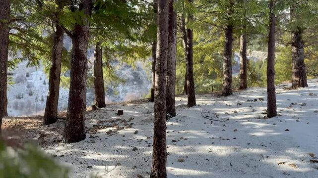 forest in winter