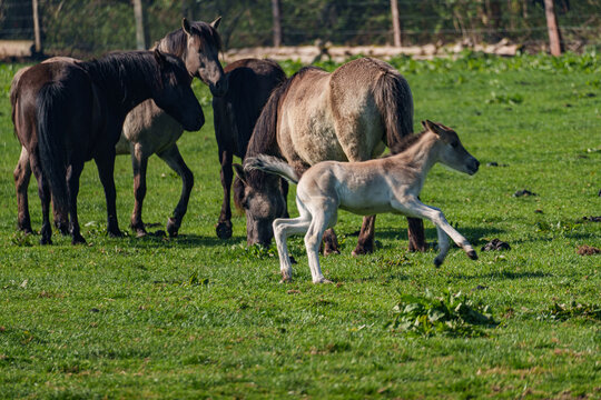 Wildpferde in Westfalen