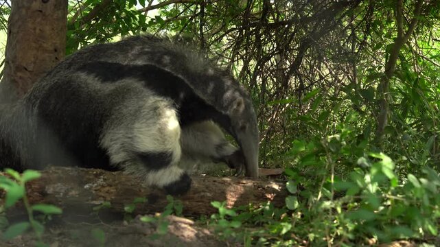 Giant anteater feeding at a fallen log in the forest