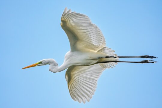 The Great egret (Ardea alba) flying above the water surface.