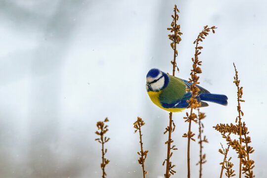 Winter scenery with blue tit bird sitting on the branch(Cyanistes caeruleus)