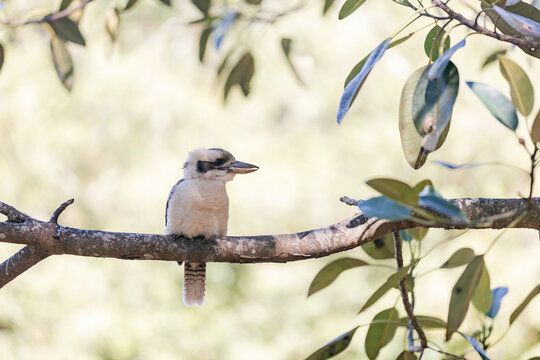 View of a kookaburra perched on a tree branch in Maiala, D'Aguilar National Park, Mount Glorious, Queensland, Australia.