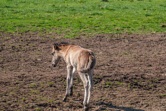 Wildpferde in Westfalen