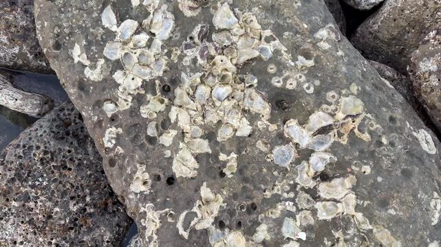 Close-Up of Shell-Covered Coastal Rock at Saint Martin&rsquo;s Island, Bangladesh