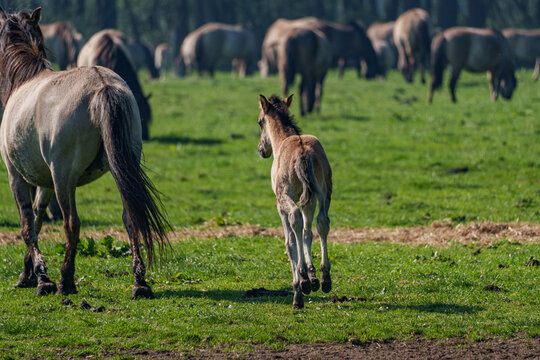 Wilde  Fohlen im M&uuml;nsterland