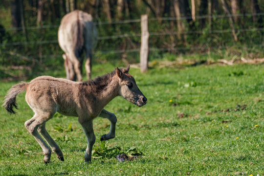 Wilde  Fohlen im M&uuml;nsterland