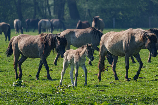 Wilde  Fohlen im M&uuml;nsterland