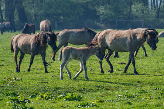Wilde  Fohlen im M&uuml;nsterland