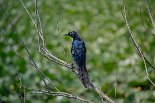 Glossy black grackle perched on a bare branch against green foliage
