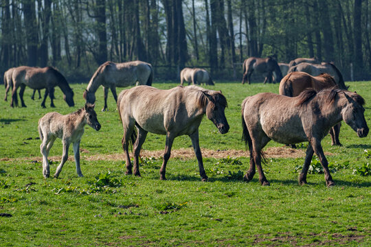 Wilde  Fohlen im M&uuml;nsterland