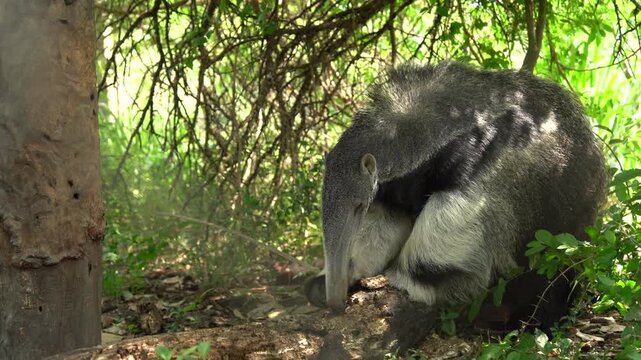 Giant anteater foraging near a log in the forest