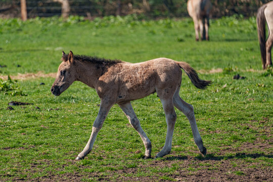 Wilde  Fohlen im M&uuml;nsterland