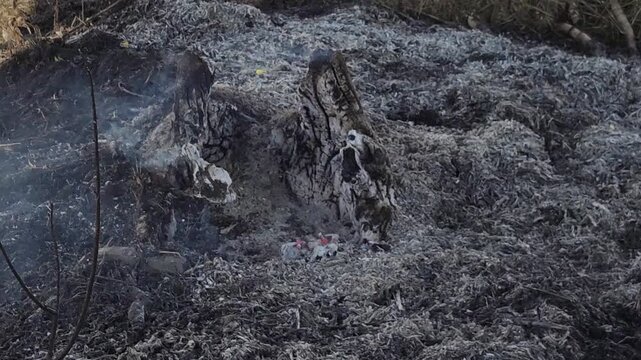 Controlled Farm Burn of Lightning Damaged Stump: Thick gray ash covers the scorched earth while white smoke loops from a smoldering charred tree trunk, showing proactive agricultural land management.
