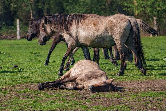 Wilde  Fohlen im M&uuml;nsterland