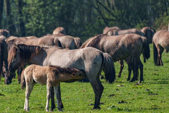 Wilde  Fohlen im M&uuml;nsterland