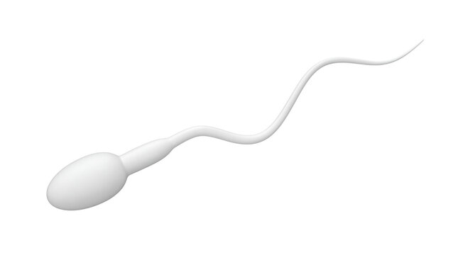 Human sperm cell 3D rendering for medical education, biological spermatozoa model for fertility treatment and reproductive health concept isolated PNG with Transparent Background