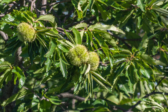 Ricci di castagne sull&rsquo;albero prima della maturazione