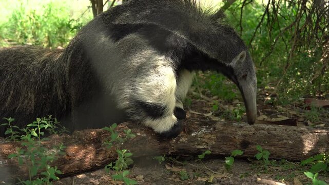 Giant anteater feeding on a log with its long tongue