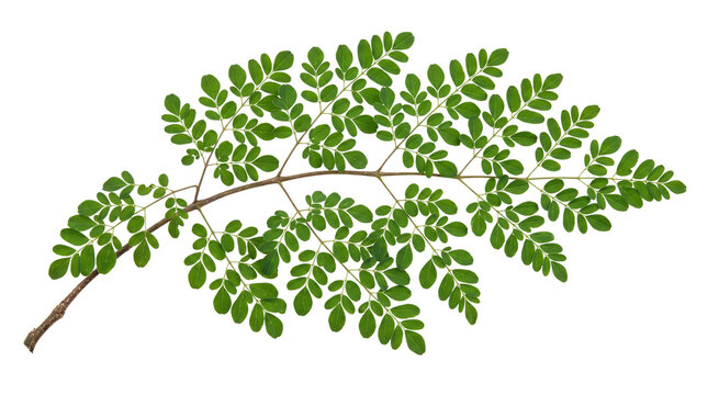 Fresh moringa oleifera leaves branch, green drumstick tree leaf stem, organic herbal medicine plant isolated PNG with Transparent Background