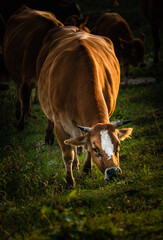 Brown Cow Grazing in a Green Pasture at Sunset © DoThi